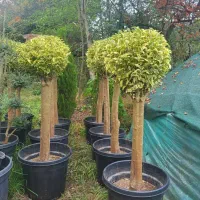 گیاهان بیرونی|خدمات باغبانی و درختکاری|چاف و چمخاله, |دیوار