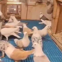 کفتر کلاغ کربلایی کاکلی وکل کله سفیددرانواع رنگها
