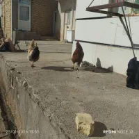 خروس2عدد قیمت هر کدام هشصد