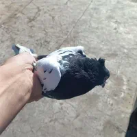 کبوتر پرشی|پرنده|سنندج, |دیوار