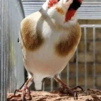 سهره چونه سفید مهر ابلغ دونشان|پرنده|اردبیل, |دیوار