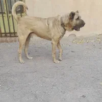 پذیرنده سگ سراب هستم