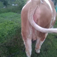 سمینتال اصیل