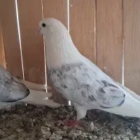 کود حیوانی فضله کفتر|خدمات باغبانی و درختکاری|رباط‌کریم, صبا باطری|دیوار