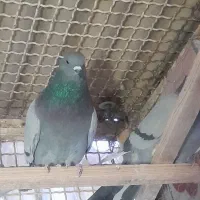 کبوتر تهرانی ،سبز