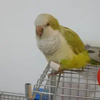 طوطی راهب  سخنگو