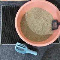 گربه|گربه|قیامدشت - خاورشهر, |دیوار