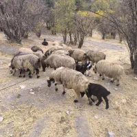 21راس‌میش‌ابسن‌و‌زاییده|حیوانات مزرعه|رودشت (چهارمحال و بختیاری), |دیوار