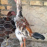 خروس لاری اوشامو و مرغ لاری افغان