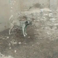 سگ.نگهبان.