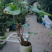 بابا آدم|گل و گیاه طبیعی|لاهیجان, خمیر کلایه|دیوار