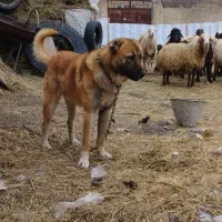 سگ گله|سگ|نوشین شهر, |دیوار