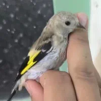 جوج سهره