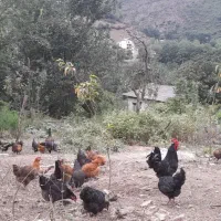 تخم مرغ نطفه دار محلی لاری