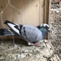 کبوتر پلاکی