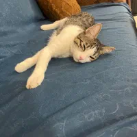 گربه