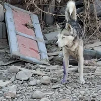 هاسکی ماده  چشم یخی