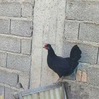 مرغ و خروس لری محلی اصیل|حیوانات مزرعه|ساری, |دیوار