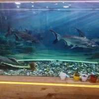 پنکوسی شکاری ورتیل|ماهی|رباطکریم, رباطکریم|دیوار