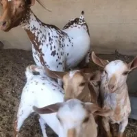 بز صلاله