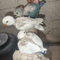 جوجه طوطی کوتوله برزیلی