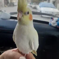 فروش عروس هلندی|پرنده|ری, علایین|دیوار