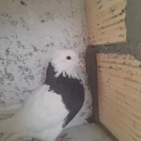 طوقی سیاه|پرنده|قشم, |دیوار