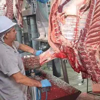 عرضه بدون واسطه بره گوسفند مستقیم از شهرستان|حیوانات مزرعه|تهران, مشیریه|دیوار