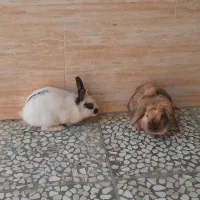 دوتا خرگوش فوری فروشی