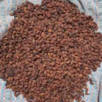 ذغال اخته خشک ودرجه یک طارم|خوردنی و آشامیدنی|قزوین, |دیوار