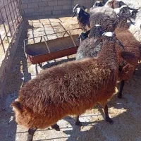 فروش 5 عدد بره ماده آبستن نژاد شال