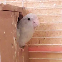 طوطی پروتلت آمریکن وایت(سفید) ماده بالغ وآماده جفت|پرنده|قائمشهر, |دیوار