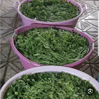 سبزی خورشتی