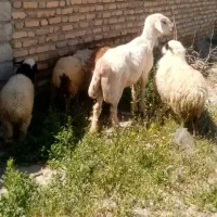 4عدد میش بره دار و ابست