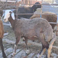 دوعدد طوقلی ماده زیر قوچی جنس نامبروان|پرنده|آق قلا, |دیوار