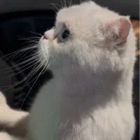 گربه اسکاتیش ماده