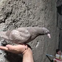 جوجه سار کاکلی و جوجه زاغ پلاکی و جوجه کرواتی|پرنده|مشهد, موسوی قوچانی|دیوار