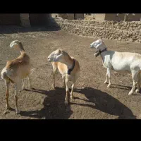 میش چینی جوان درجه یک فوری