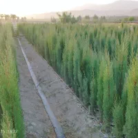 سرو شیراز و نهال مرکبات و سیاه درخت|خدمات باغبانی و درختکاری|شیراز, حومه شیراز|دیوار