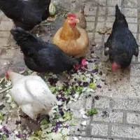 پنج عدد مرغ خانگی درشت