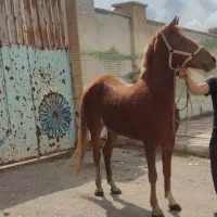 اسب سوسنگرد