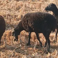 فروش ۸عدد گوسفند ماده