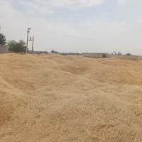 فروش کاه گندم