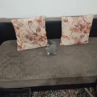 مبل ال|مبلمان خانگی و میز عسلی|کرمان, |دیوار