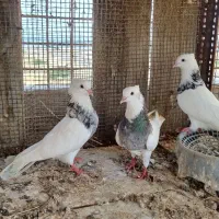 فروش کبوتر