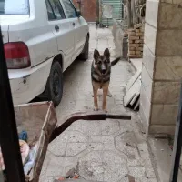 سگ ژرمن