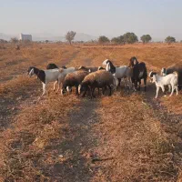 ۶راس میش چال ۳راس بز با بزغاله ۱راس نربز