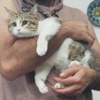 واگذاری گربه 8 ماهه و آروم