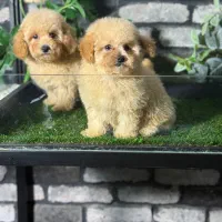 پودل اپریکات نر