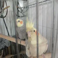 عروس هلندی جفت